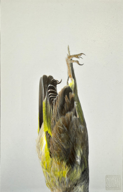 Silent Plumage Silent Plumage