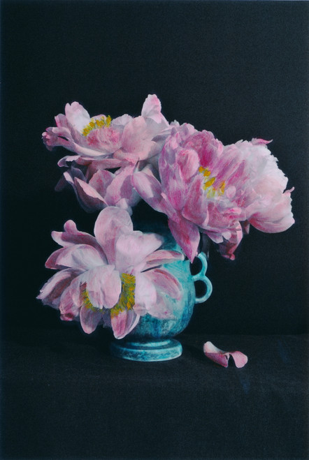 Peony Explosion