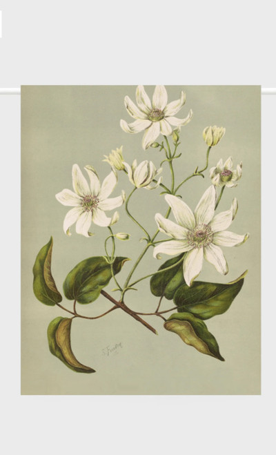 Clematis Indivisa | Lettuce | Teatowel