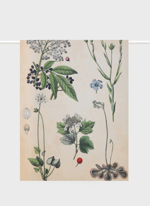 Field Botany | Lettuce | Teatowel