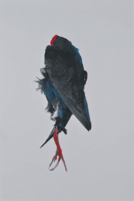 Pukeko RK2