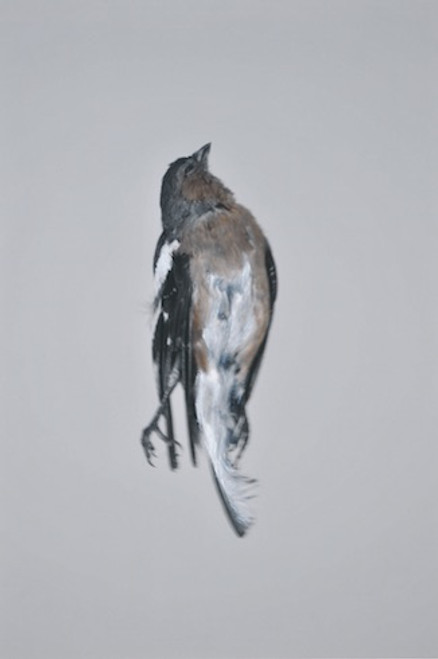 Chaffinch RK2