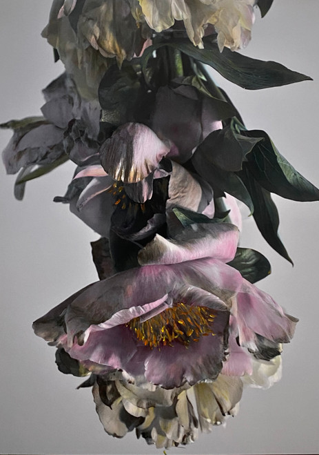 Peony Species 0306