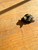 Bee Bronze