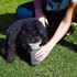A drink bottle with a grey body and a detachable, dog-friendly cup on top, held by a person on grass.