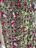 Gray Gardens Color Handmade-Crochet Scarf