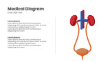 Medical Diagram With Balder Design