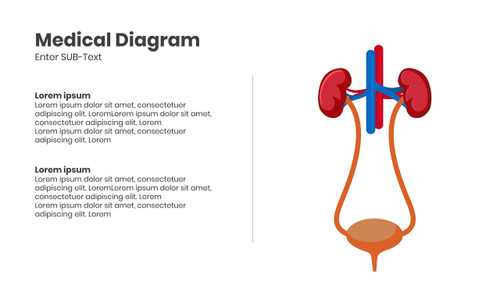 Medical Diagram With Balder Design