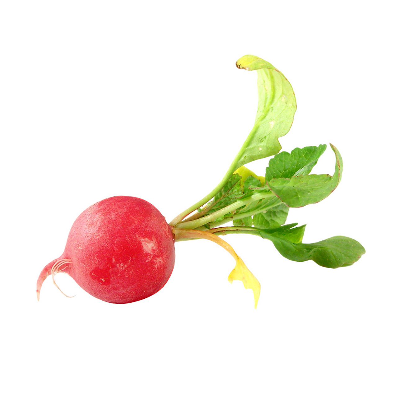 Cherry Belle Radish Seeds: The Secret to Delicious Homegrown Salads –  Gardeners Basics