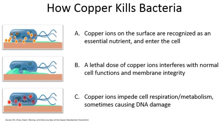 How Copper Kills Bacteria