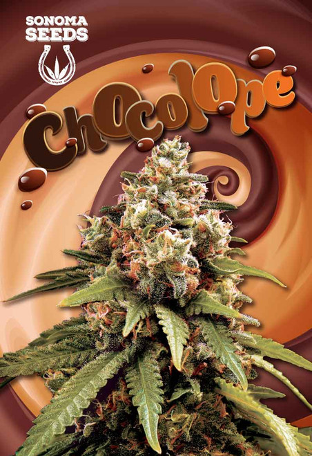 Chocolope Feminized-5pck