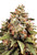 Chocolope Feminized-5pck