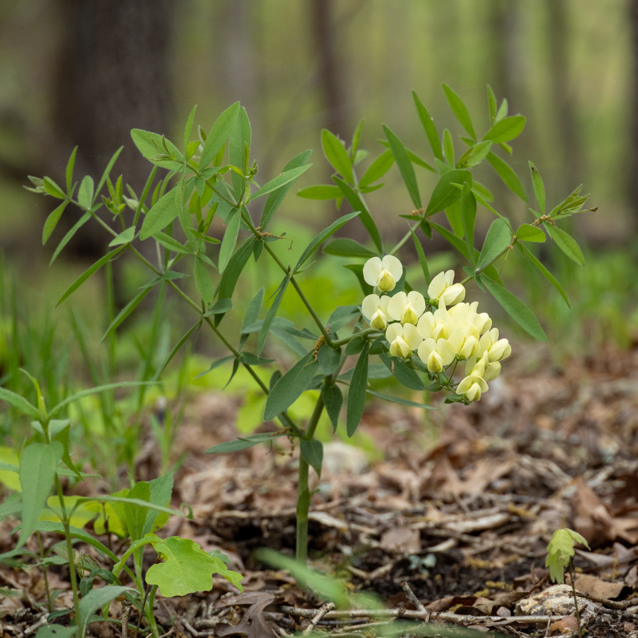 Baptisia bracteata (Cream Wild Indigo)