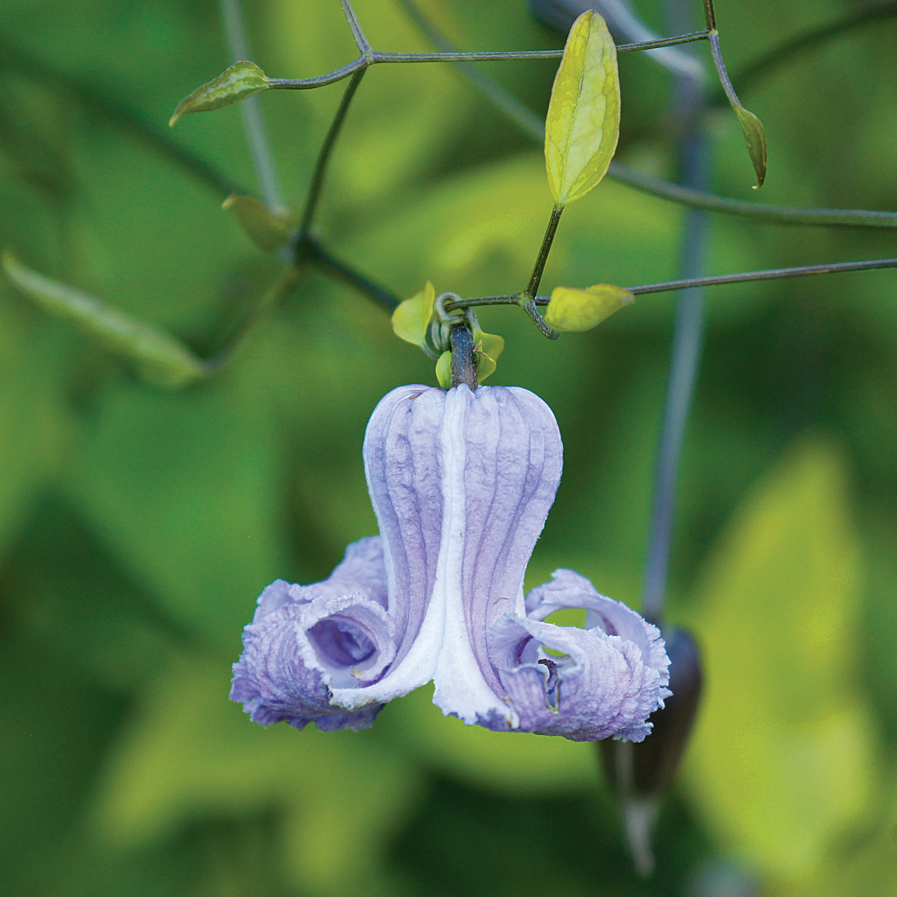Clematis crispa (Swamp Leather Flower)