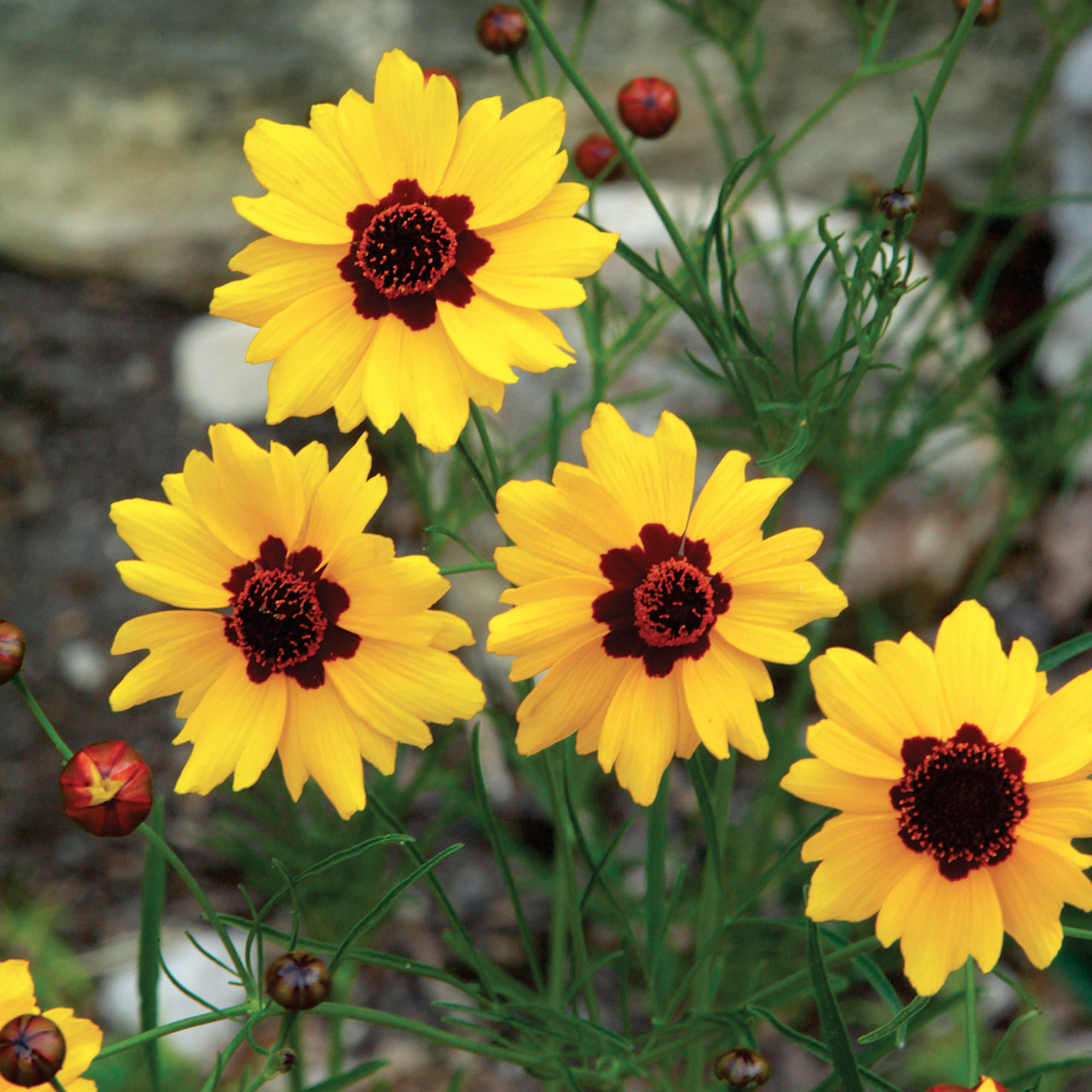 coreopsis tinctoria