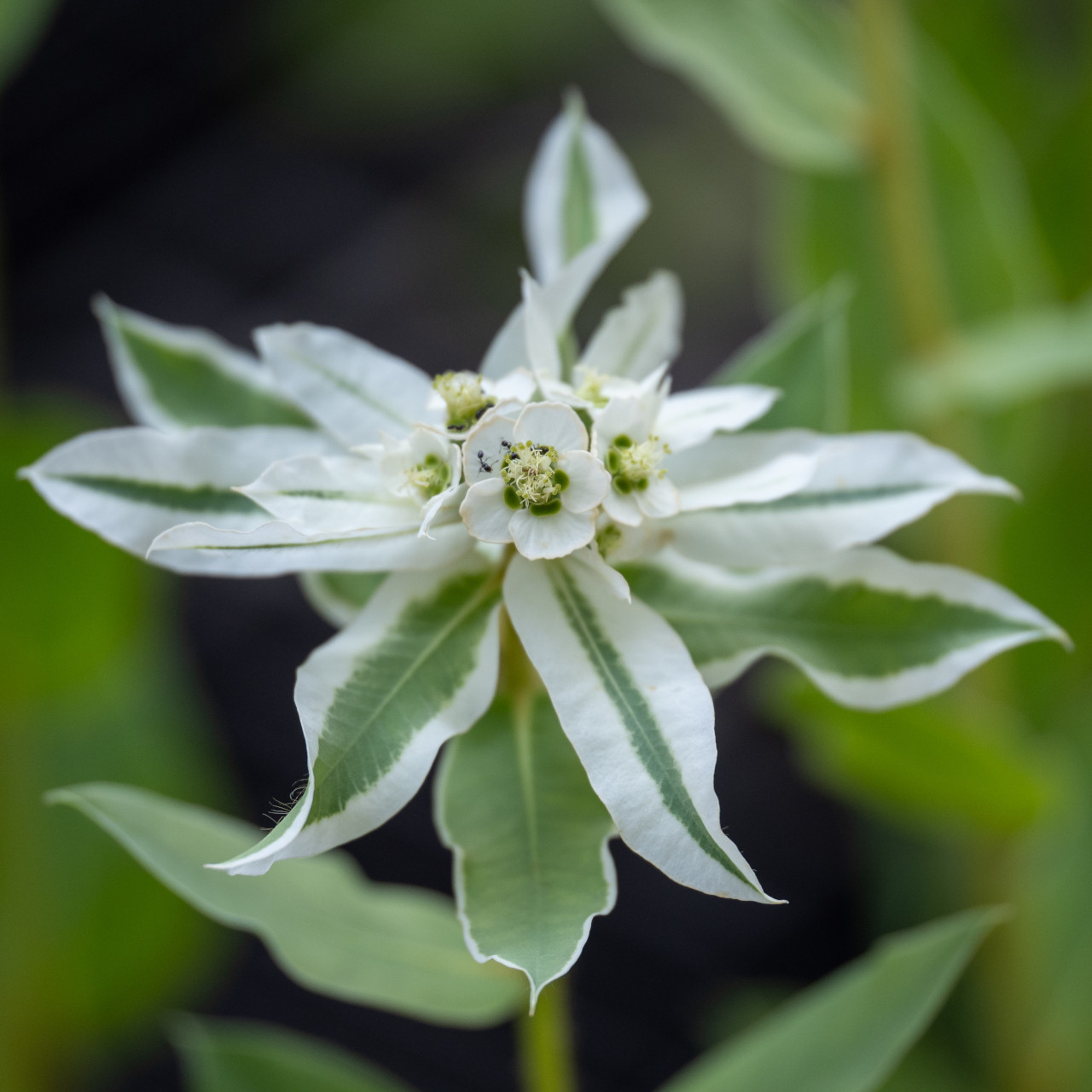 Euphorbia marginata (Snow-on-the-mountain)