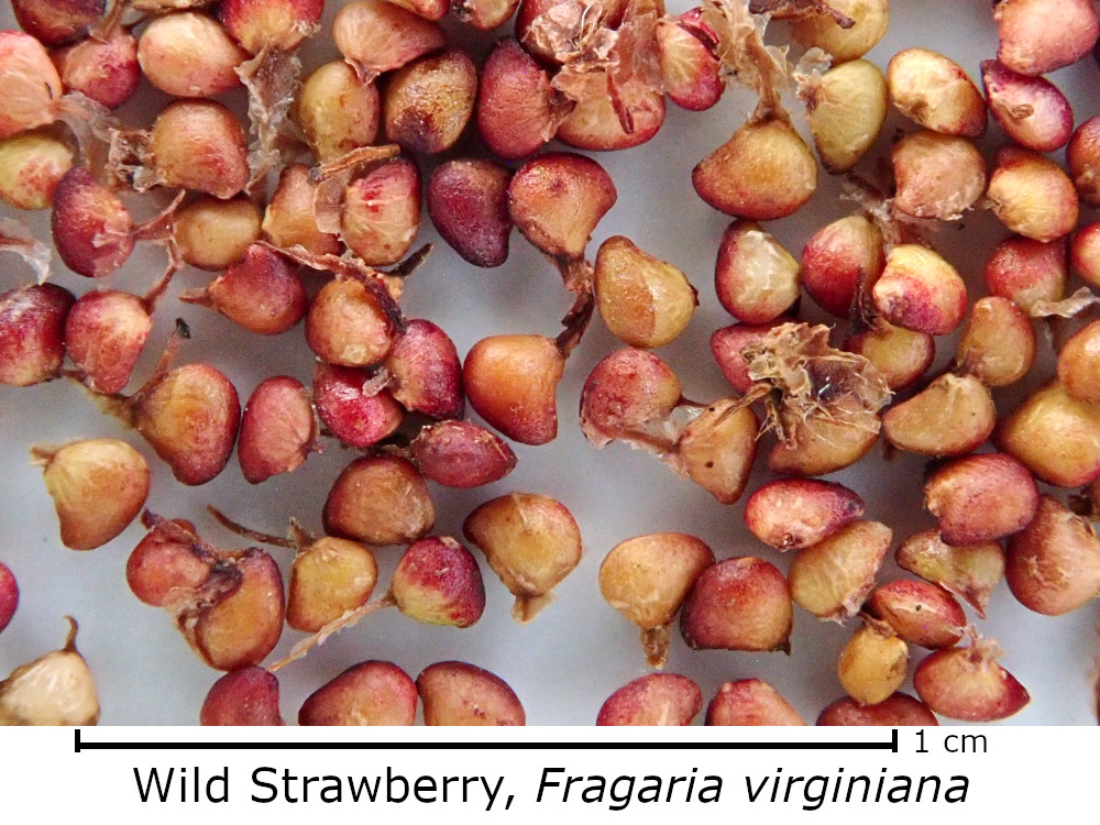 Fragaria virginiana (Wild Strawberry)