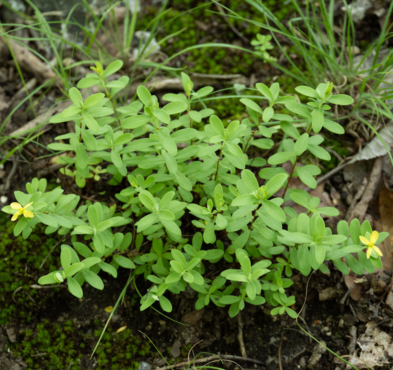 Hypericum hypericoides ssp. multicaule (St. Andrew's Cross)