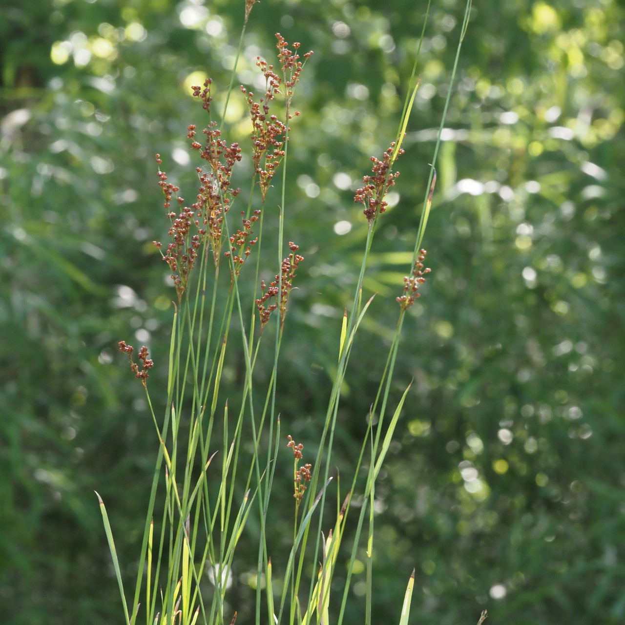 Juncus biflorus (Bog Rush)