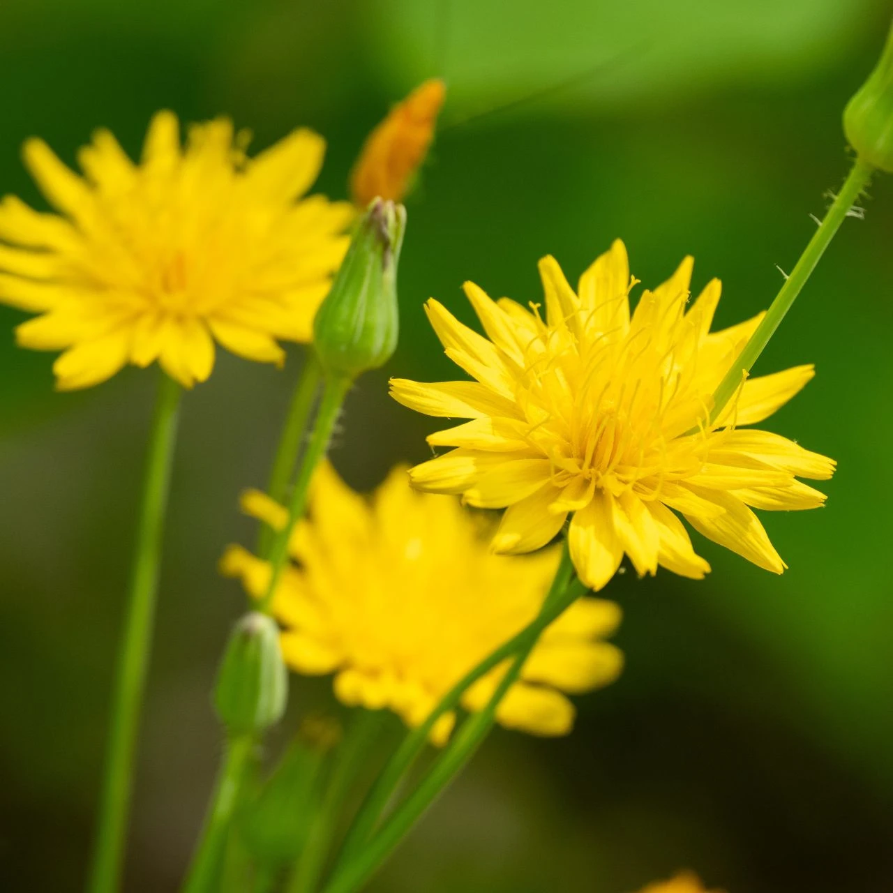 Krigia biflora (Two-flowered Cynthia)