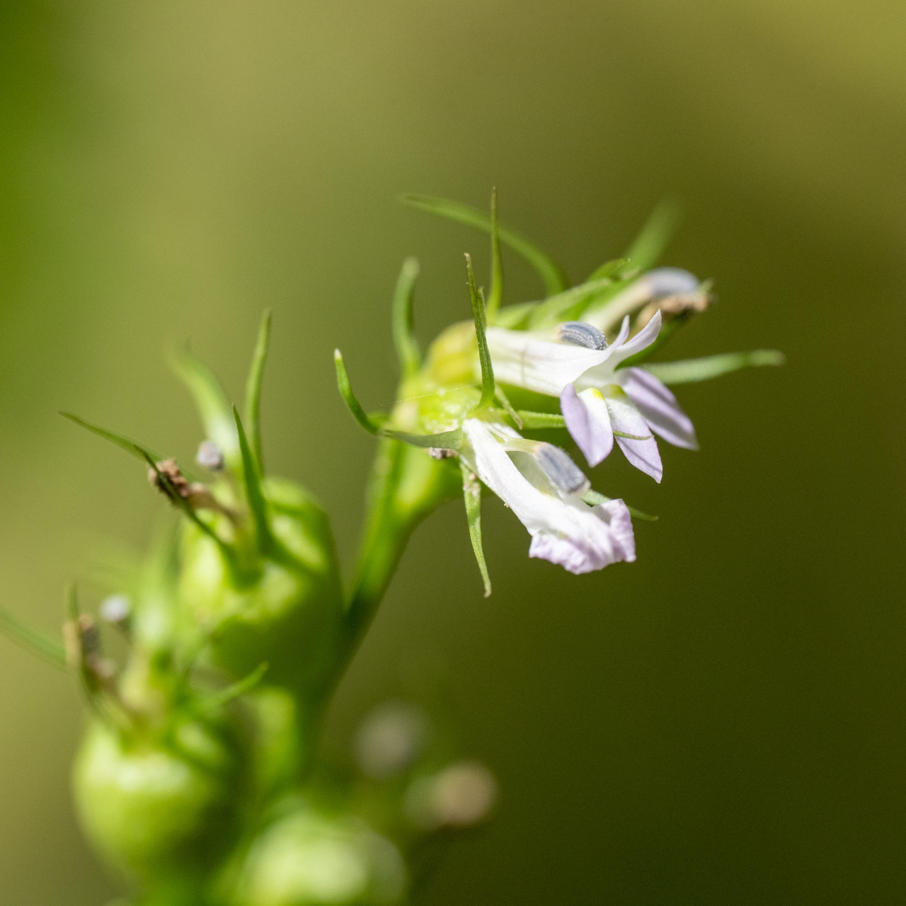 indian tobacco lobelia Lobelia inflata (Wild Tobacco)