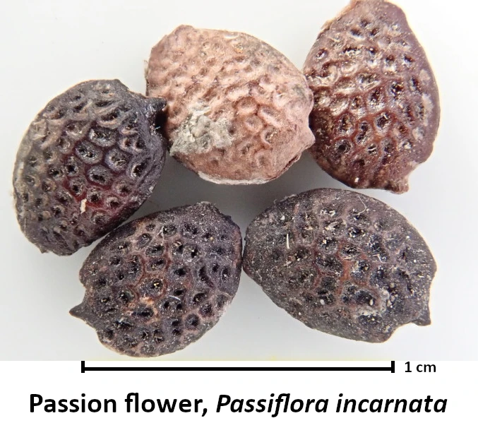 Passiflora incarnata (Passion Flower)