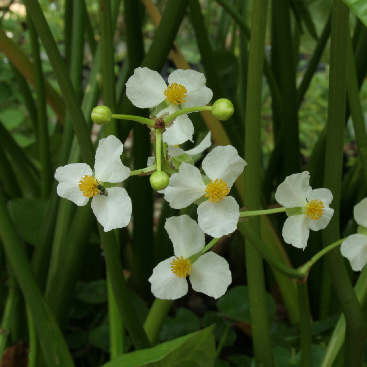 Sagittaria latifolia (Broadleaf Arrowhead)