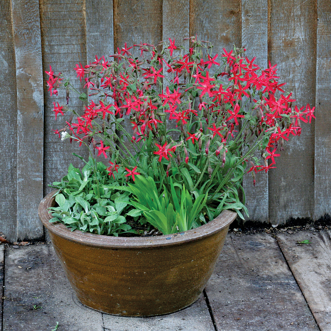 Silene virginica (Fire Pink) Silene virginica (Fire Pink)