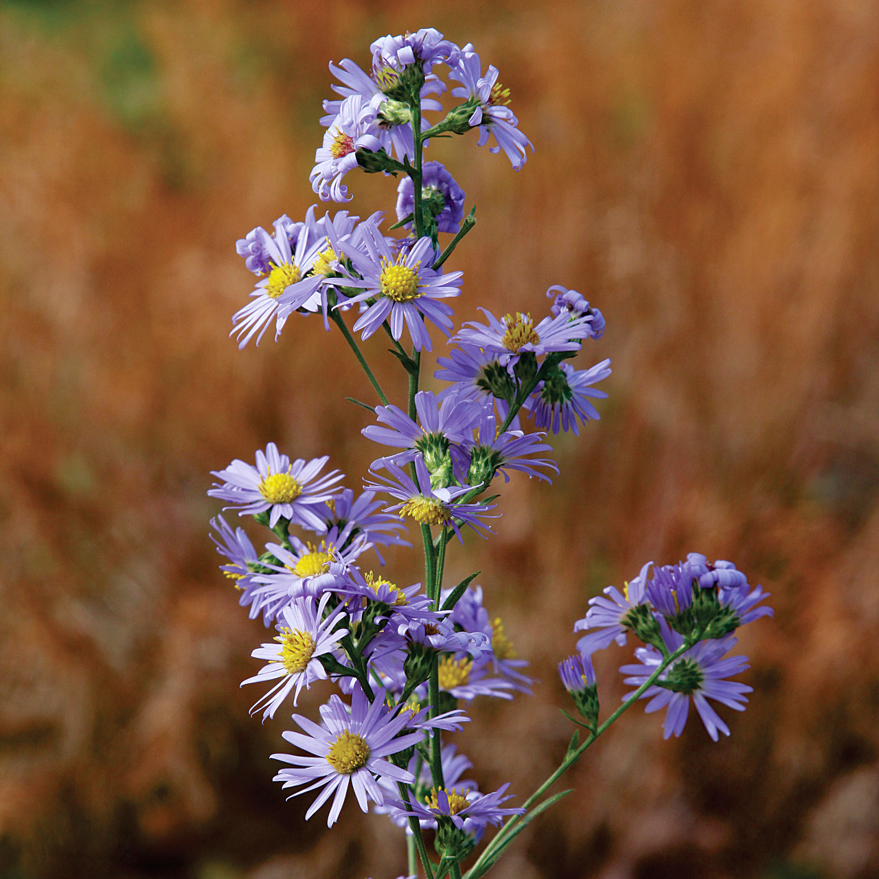 Symphyotrichum laeve (Smooth Aster)