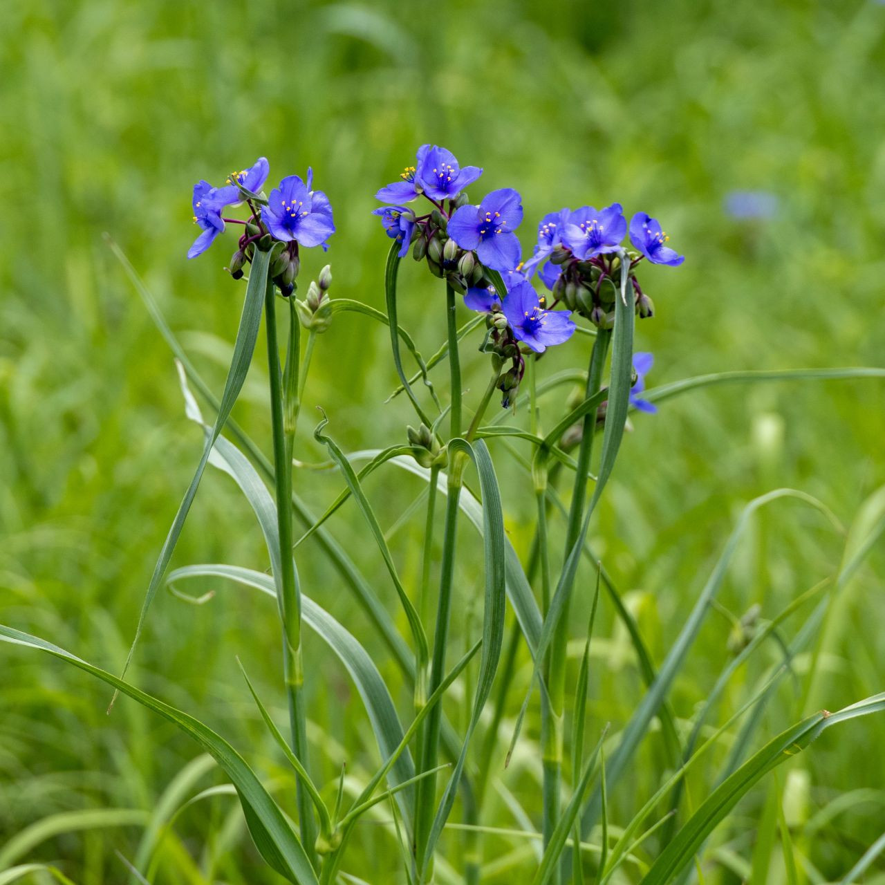 フラワー・ガーデニング uyiyiytiy Tradescantia_ohiensis.bcweb.