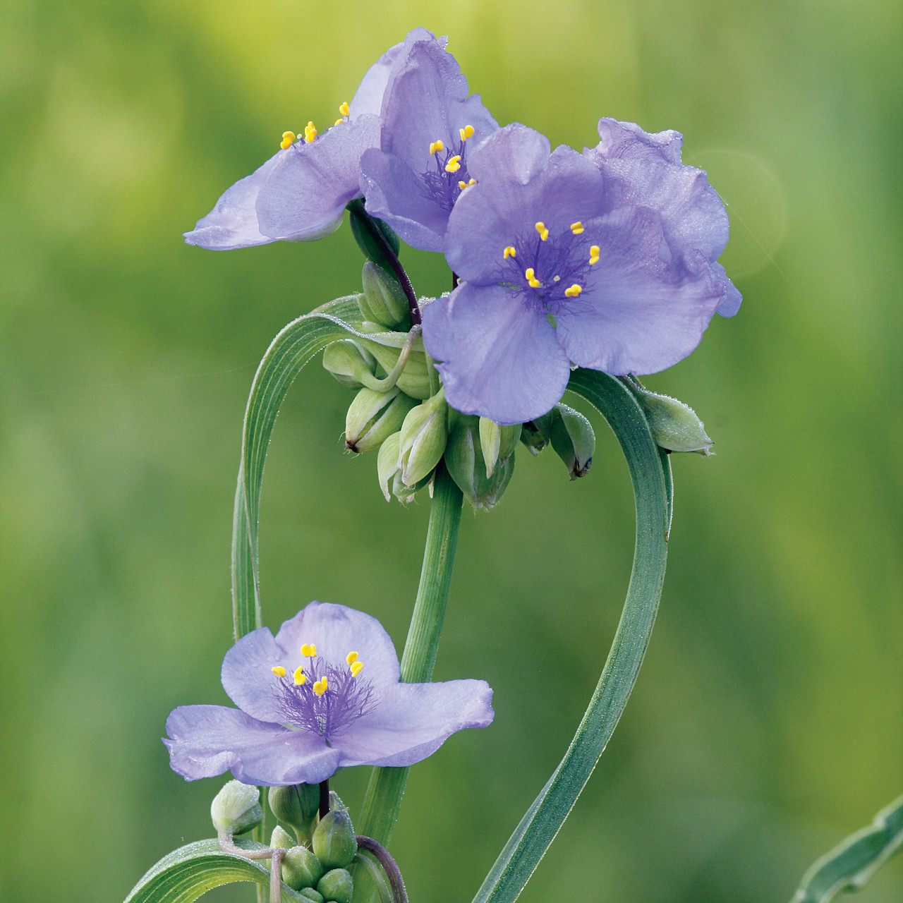 Ohio Spiderwort (Tradescantia ohiensis) 7 Tradescantia ohiensis (Ohio Spiderwort)