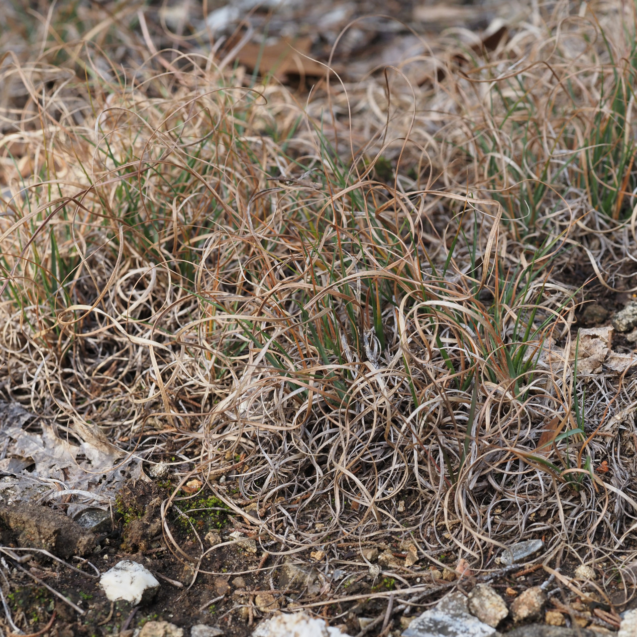 (レア廃盤CD)BURNY PROJECT/GRASS WALL Beak Grass (Diarrhena obovata) — Wild Ginger Woodlands