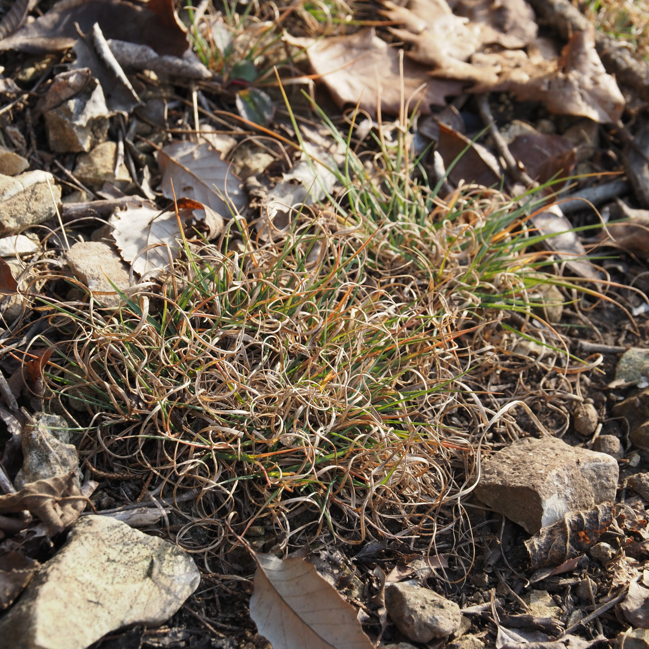 (レア廃盤CD)BURNY PROJECT/GRASS WALL Beak Grass (Diarrhena obovata) — Wild Ginger Woodlands