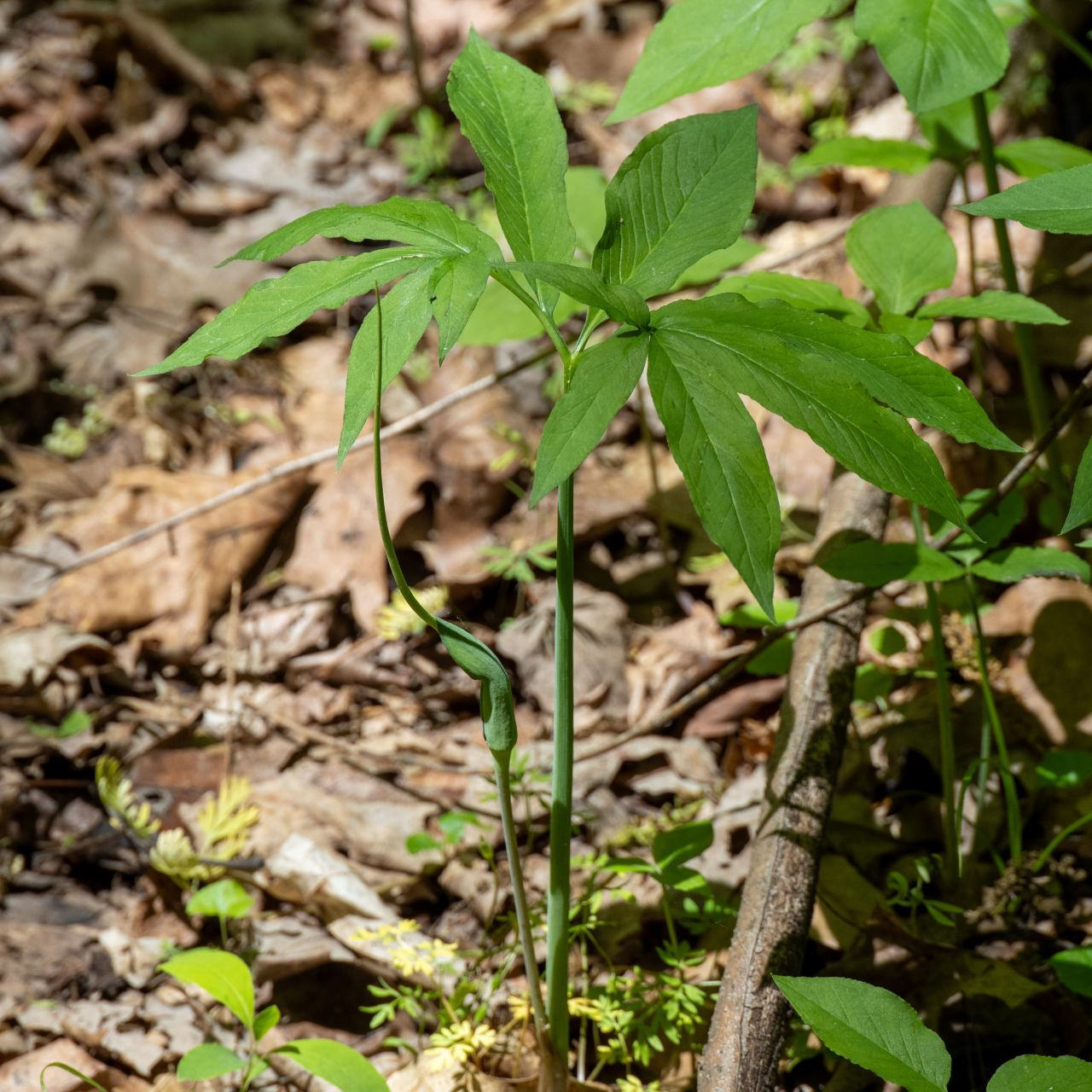 Arisaema dracontium (Green Dragon) - Missouri Wildflowers Nursery