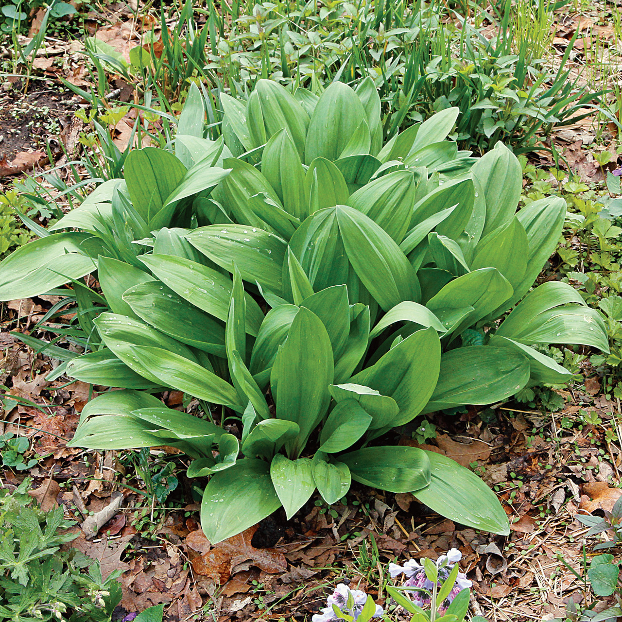 Wild Leek (Ramp, Allium tricoccum) 10 Allium tricoccum (Wild Leek)