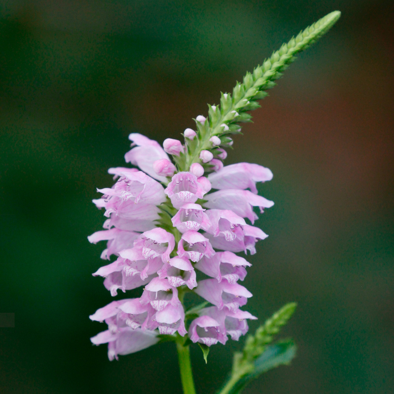 166サイコフラワー Physostegia virginiana (False Dragonhead)