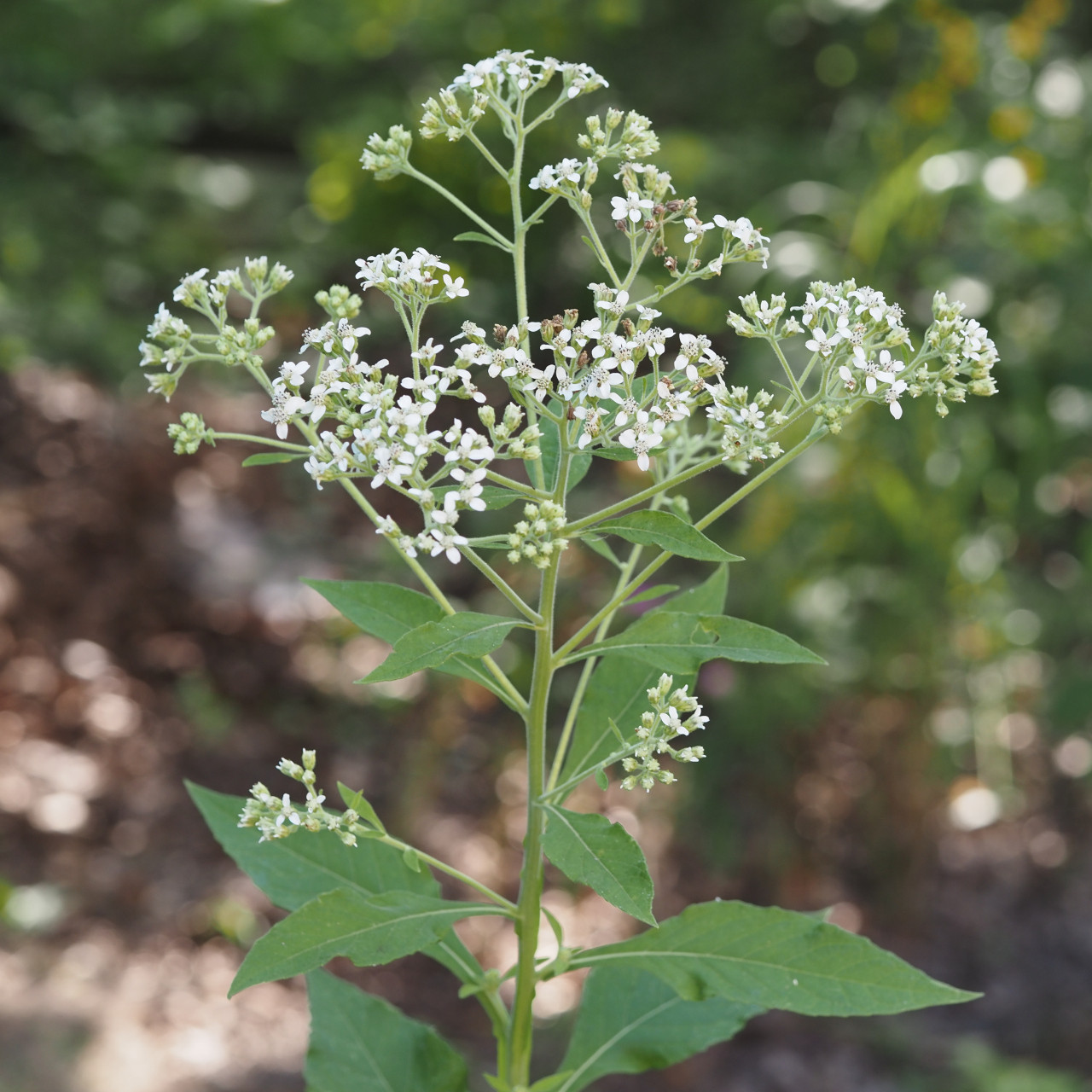 Verbesina virginica (White Crownbeard)