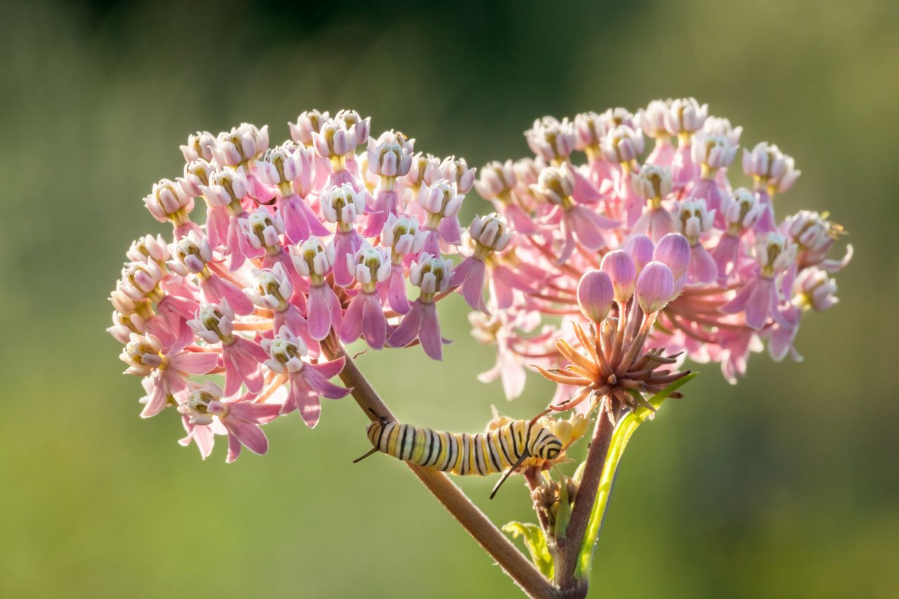 Missouri Wildflowers Nursery