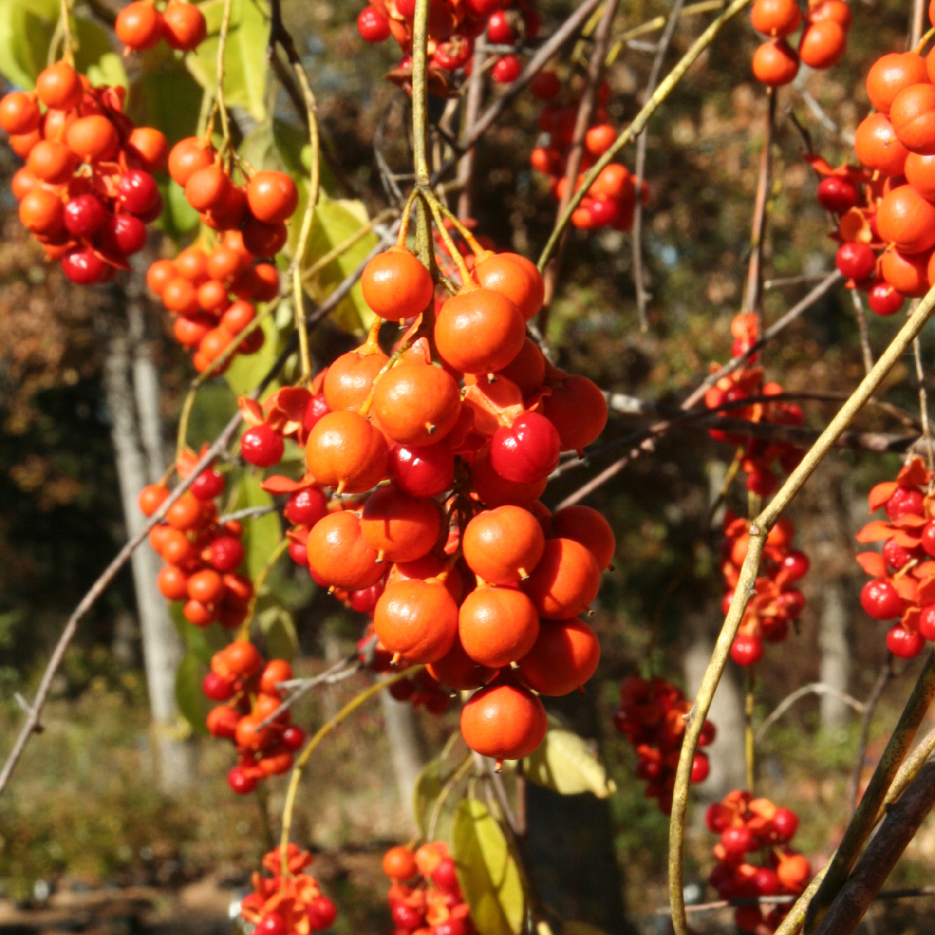 PLANT TYPES Vines Missouri Wildflowers Nursery