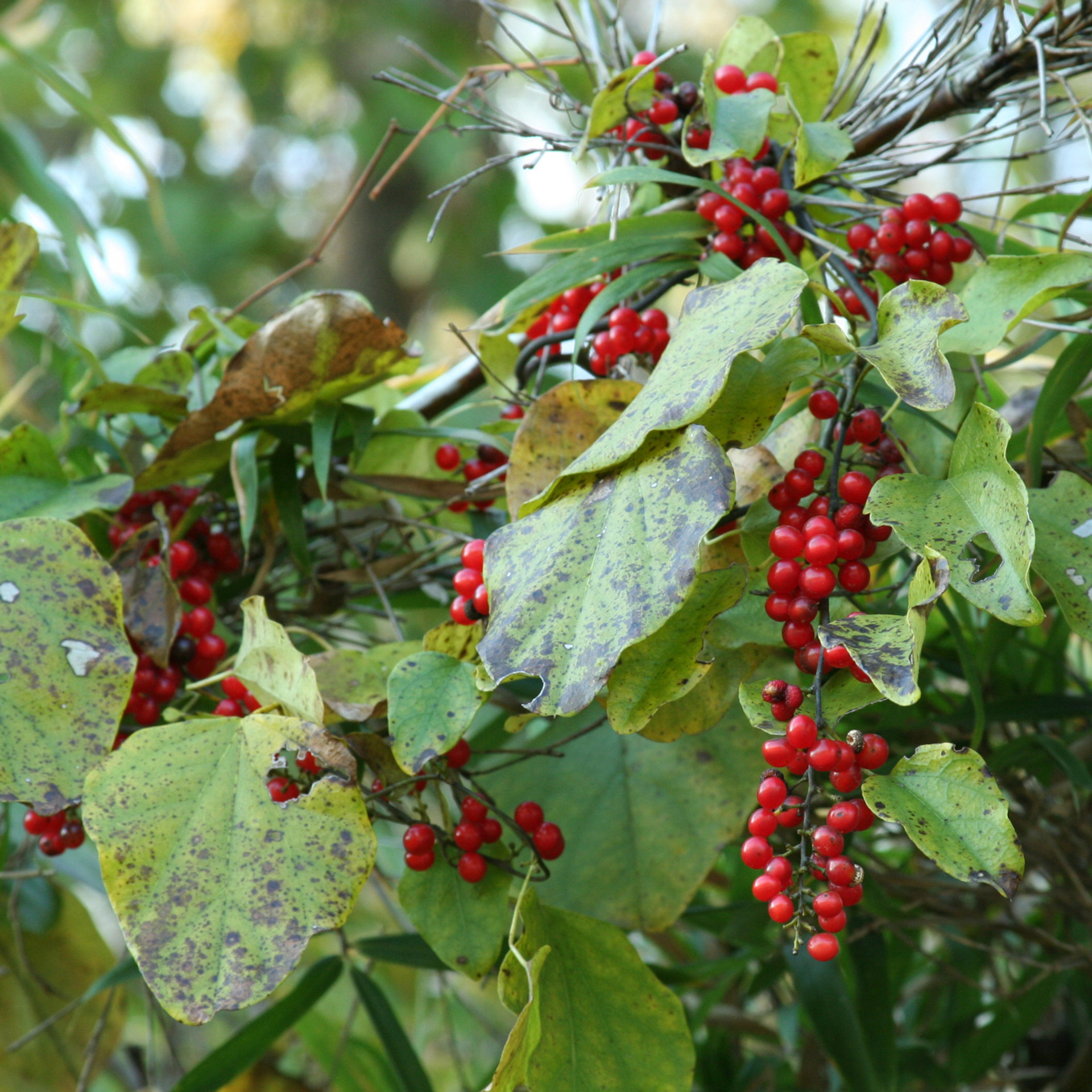 PLANT TYPES Vines Missouri Wildflowers Nursery