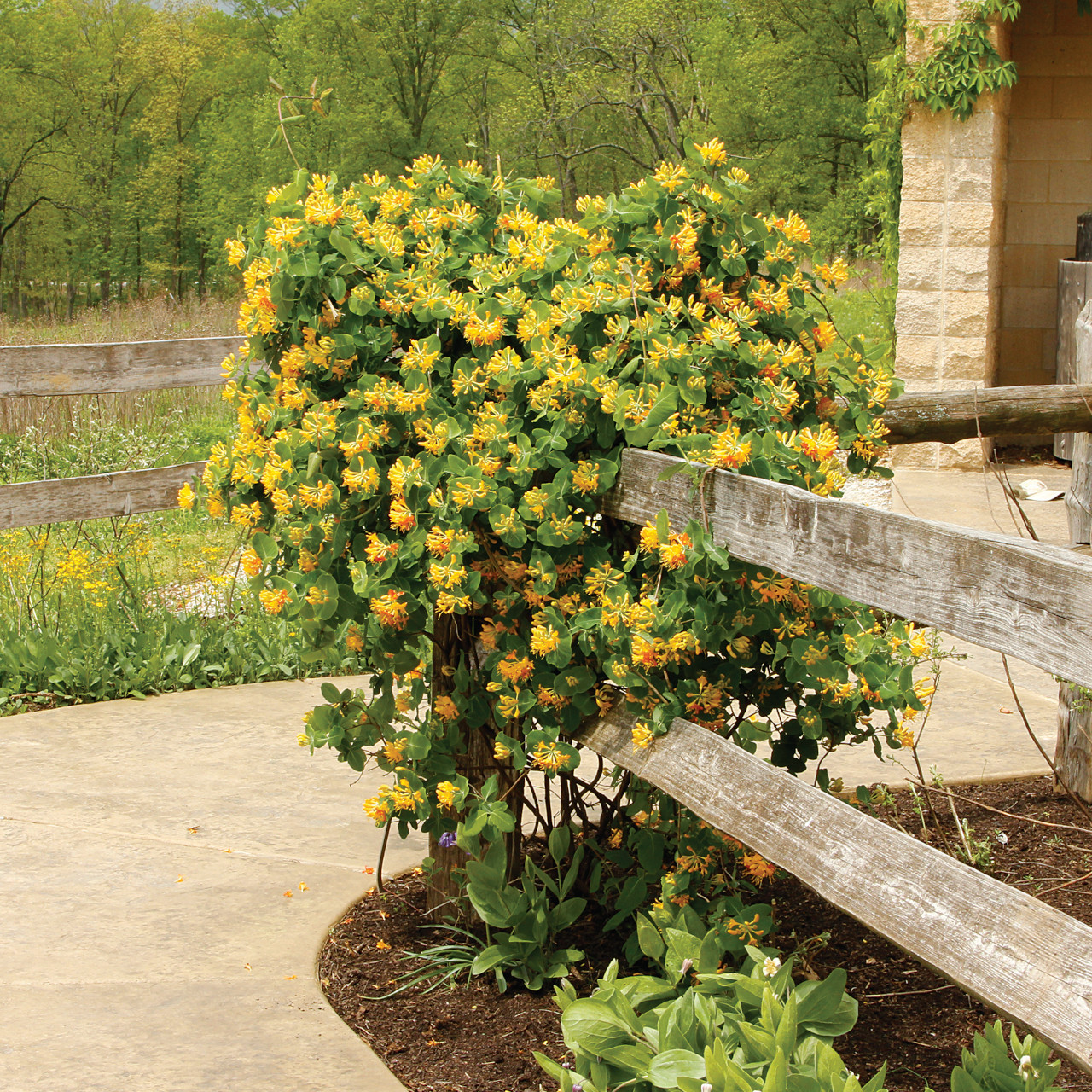 Lonicera flava (Yellow Honeysuckle)