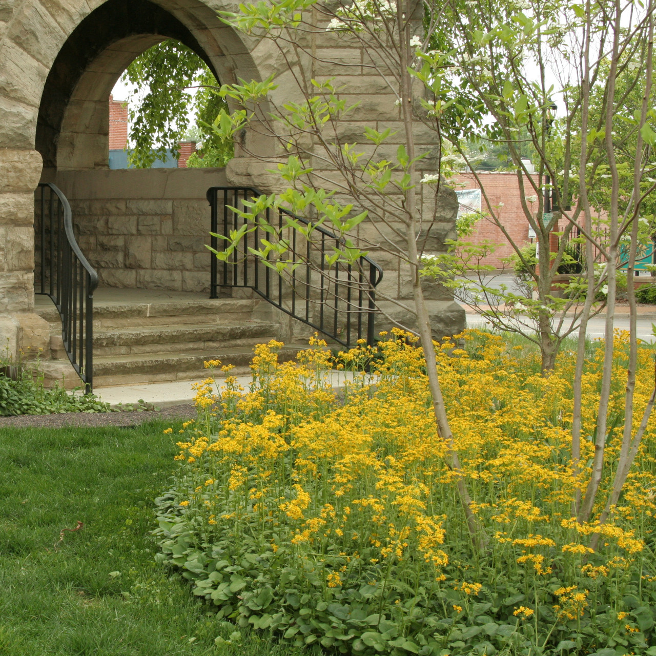 Packera obovata (Roundleaf Groundsel)