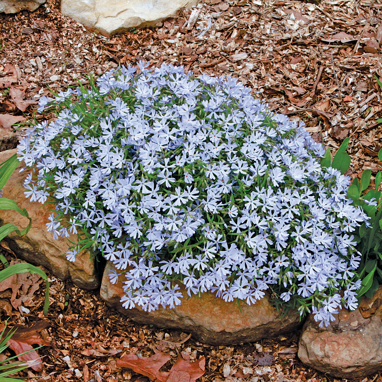 Phlox bifida (Sand Phlox)