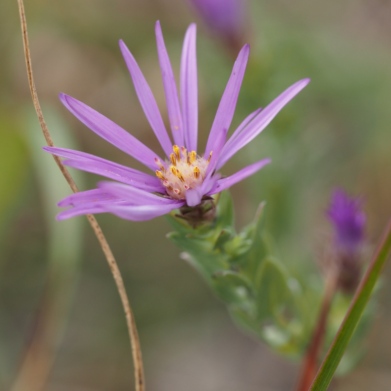 Missouri Wildflowers Nursery