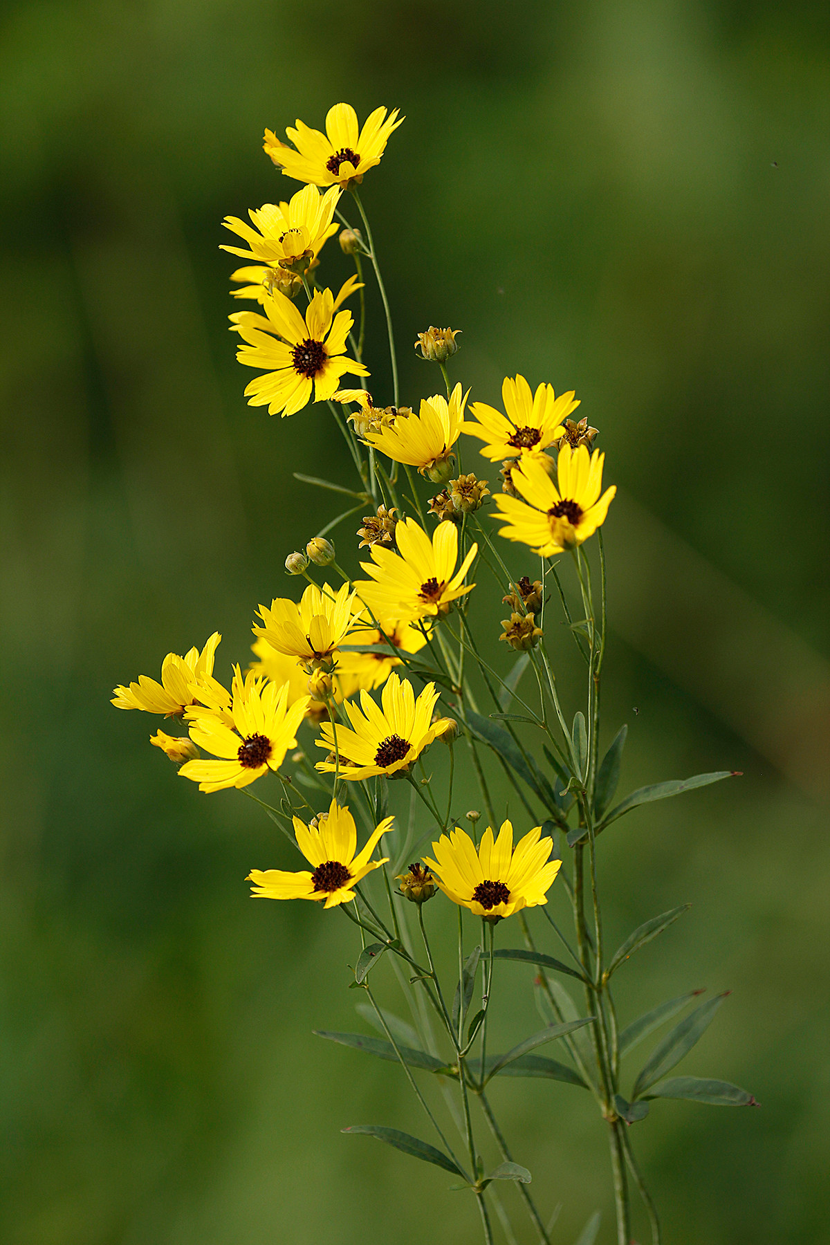 Coreopsis tinctoria (Plains Coreopsis)