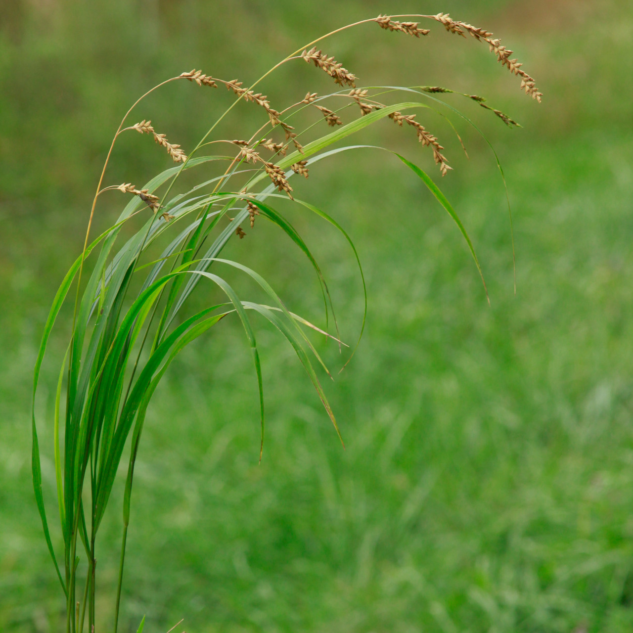 Diarrhena obovata (American Beakgrain)