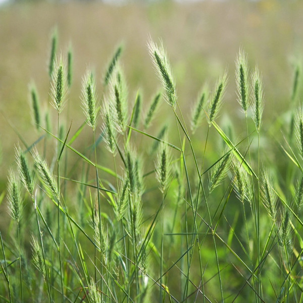 1 Rye PLANT TYPES - Grasses & Sedges - Missouri Wildflowers Nursery