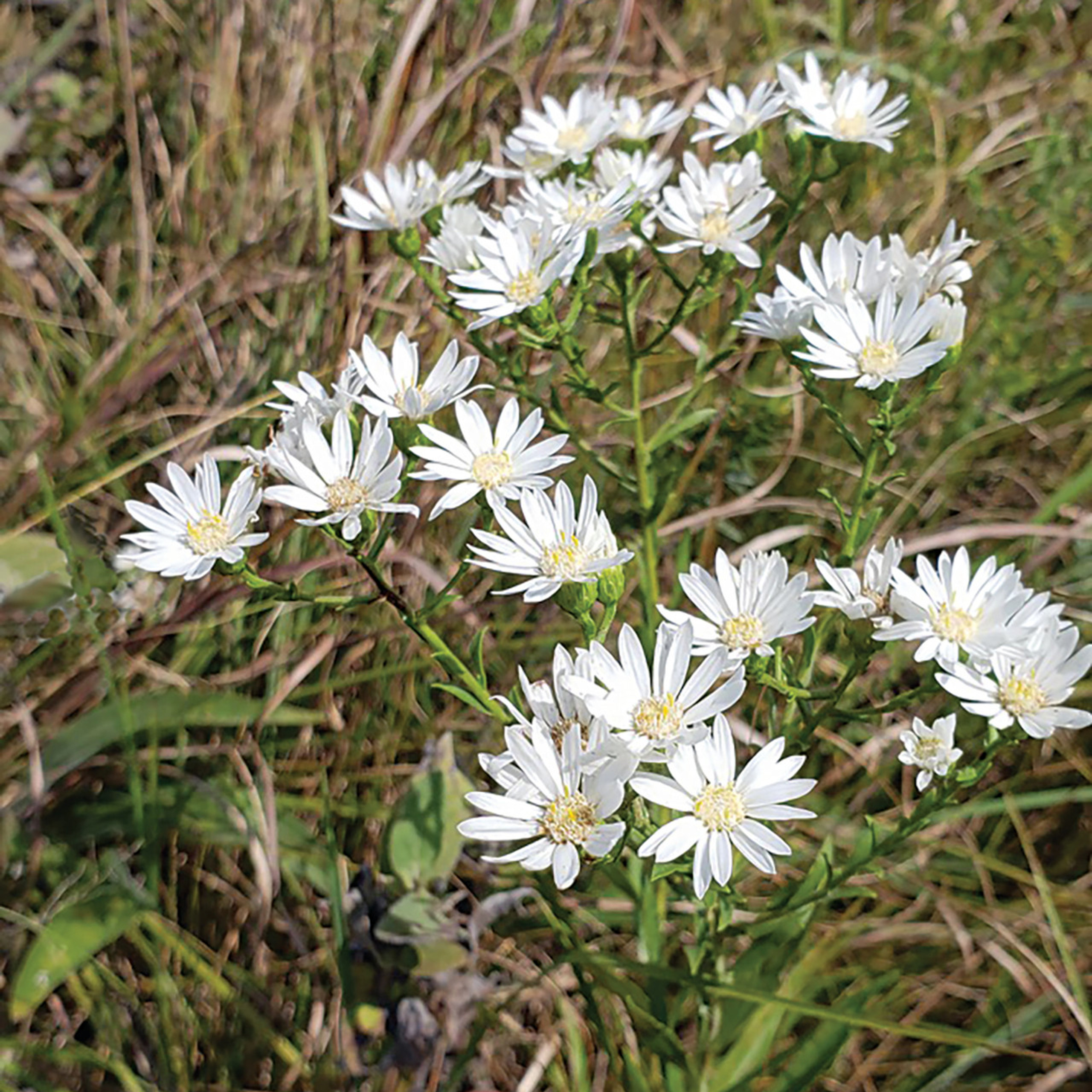 Missouri Wildflowers Nursery