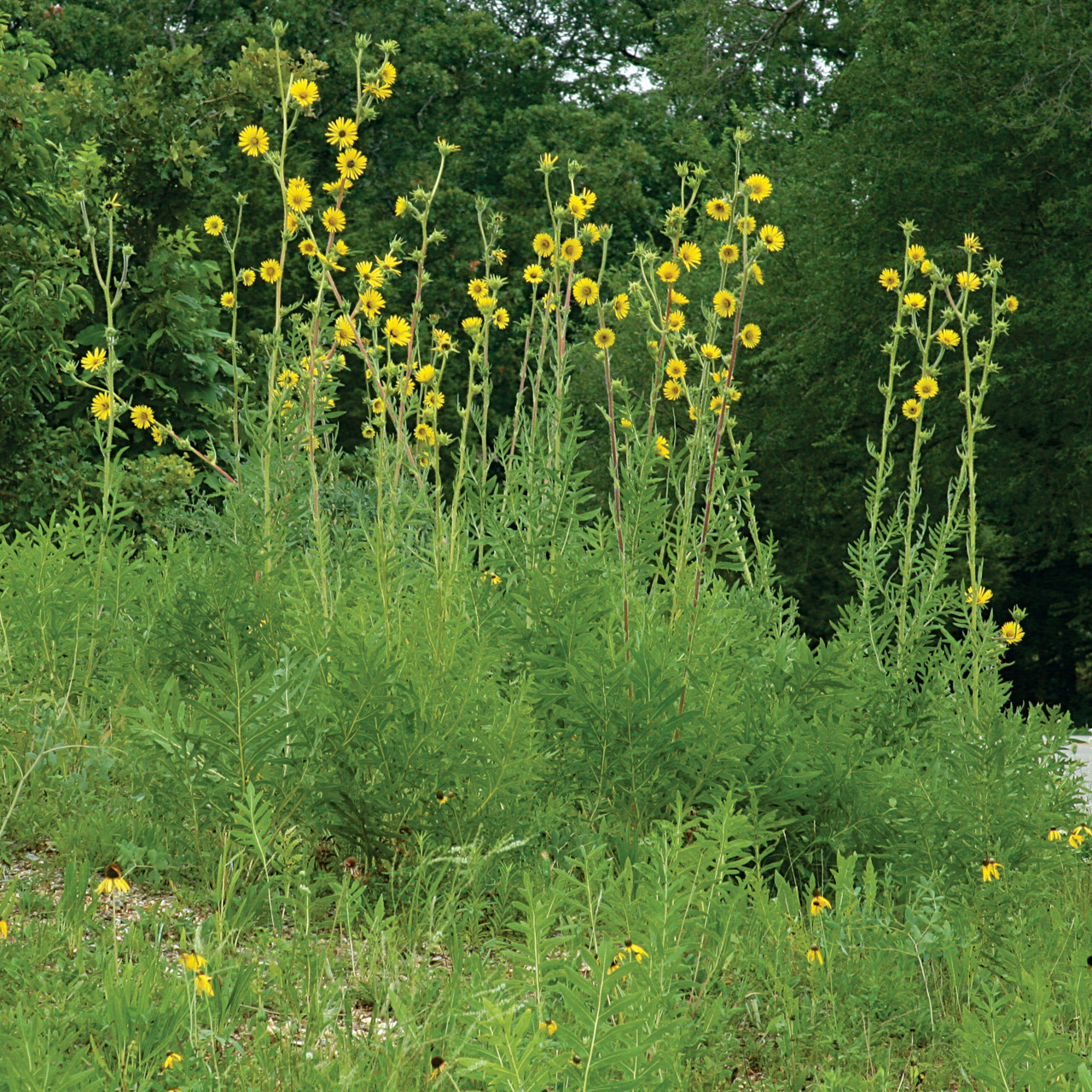 Silphium laciniatum (Compass Plant)