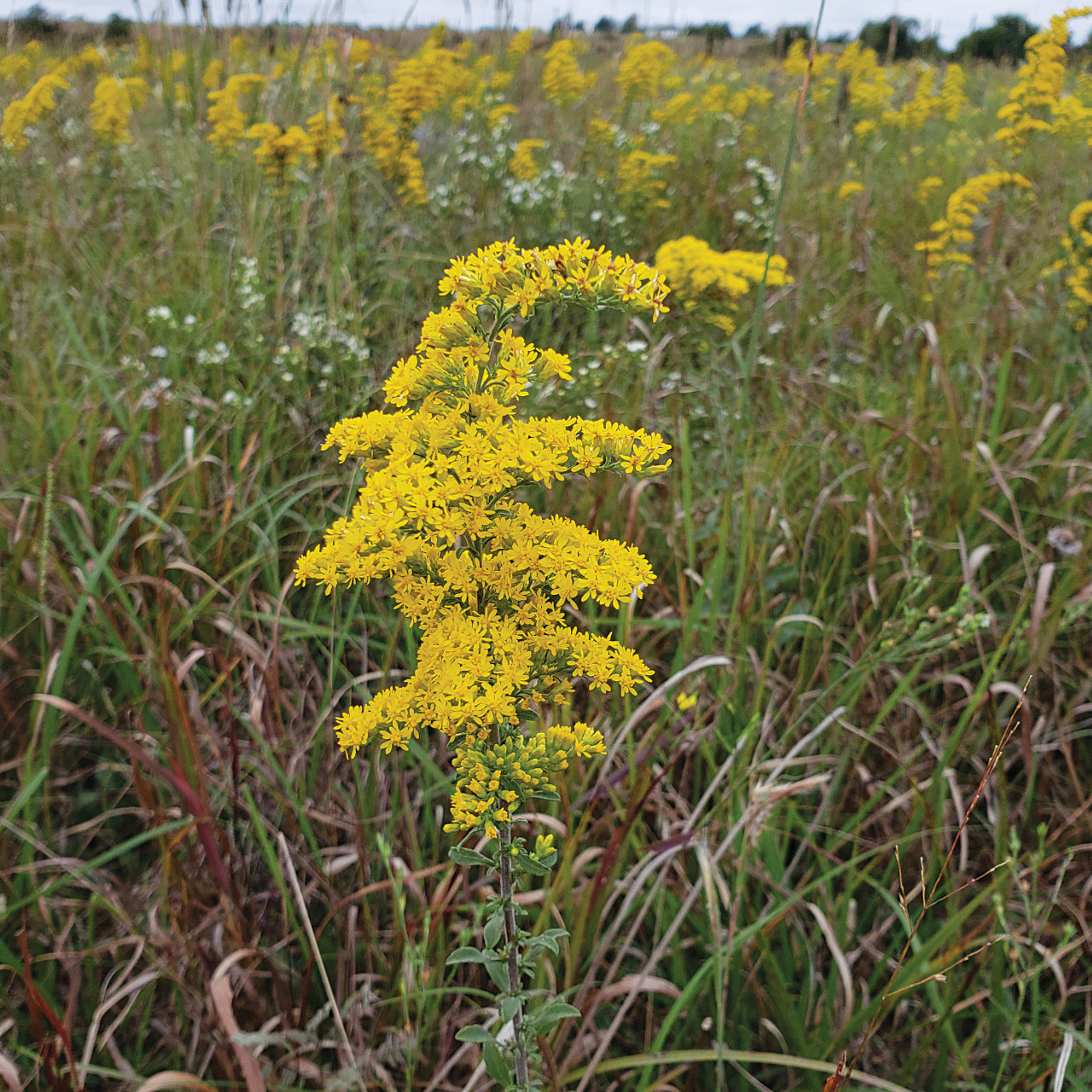 Missouri Wildflowers Nursery